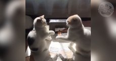 Kätzchen berühren sich mit Samtpfötchen