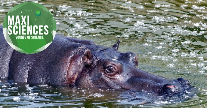 Ptérosaure, chimpanzé et collisions de galaxies, les 8 actus sciences que vous devez connaître ce 16 août