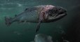 Une vidéo dénonce l'état préoccupant de saumons dans une ferme d'élevage d'Ecosse