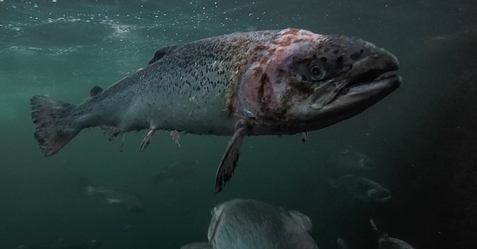 Une vidéo dénonce l'état préoccupant de saumons dans une ferme d'élevage d'Ecosse