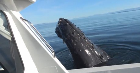 Quand une baleine curieuse endommage un bateau en s’approchant un peu trop près
