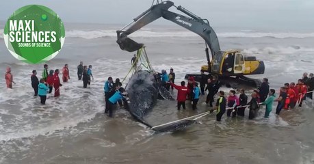 Arc-en-ciel, baleine et édulcorants, les 8 actus sciences que vous devez connaître ce 5 octobre