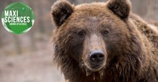 Ours des Pyrénées, cancer et Fête de la Science, les 8 actus sciences que vous devez connaître ce 8 octobre