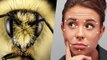 Les abeilles et les guêpes sont capables de reconnaître les visages humains