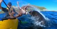 Quand un phoque gifle un kayakiste avec... un poulpe en Nouvelle-Zélande