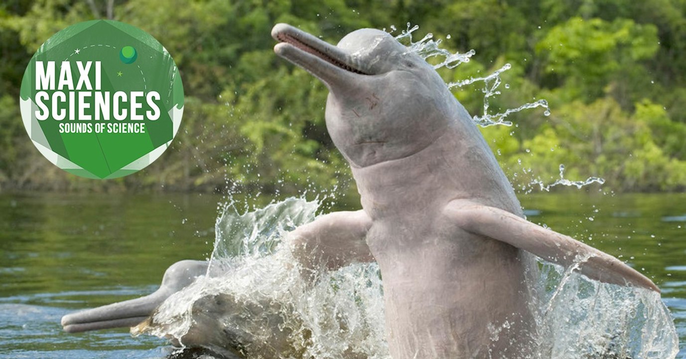 Bactéries, dauphins et séquençage, les 8 actus sciences que vous devez connaître ce 18 août