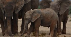 Le braconnage exposerait les éléphants orphelins à une vie sociale plus compliquée