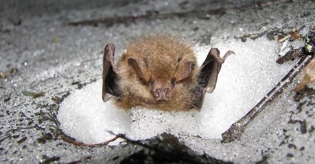Pour hiberner, ces chauves-souris asiatiques s'enfouissent dans la neige