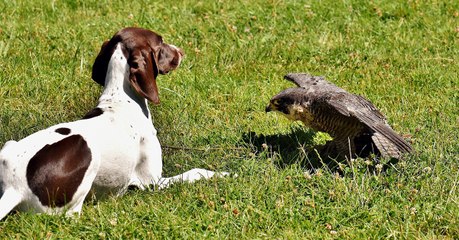 Pourquoi les mammifères ont-ils des poils et les oiseaux des plumes ?