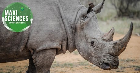 Rhinocéros, Dickinsonia et oesophage, les 8 actus sciences que vous devez connaître ce 22 septembre