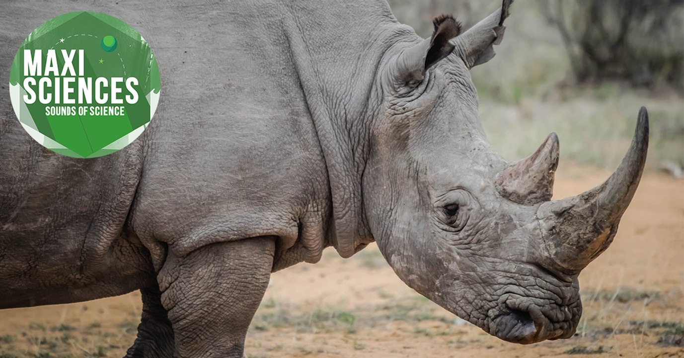 Rhinocéros, Dickinsonia et oesophage, les 8 actus sciences que vous devez connaître ce 22 septembre