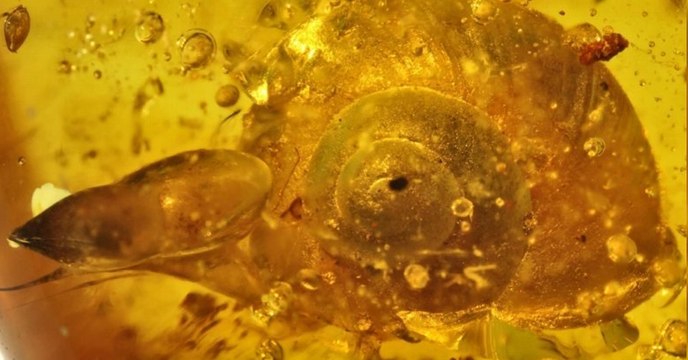 Un incroyable escargot vieux de 99 millions d'années découvert préservé dans l'ambre
