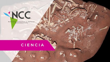 En Brasil descubren una nueva especie de dinosaurio