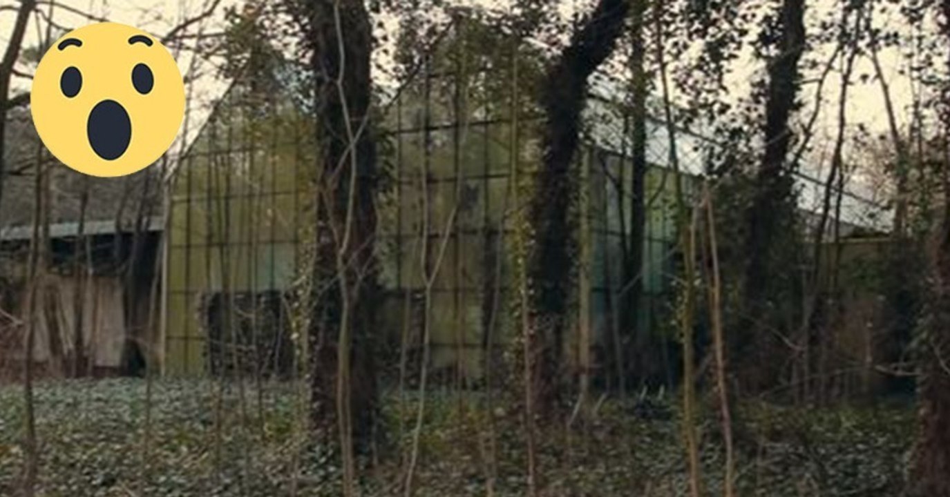 Dieser Affe lebt in einem Zoo, der vor 30 Jahren geschlossen wurde