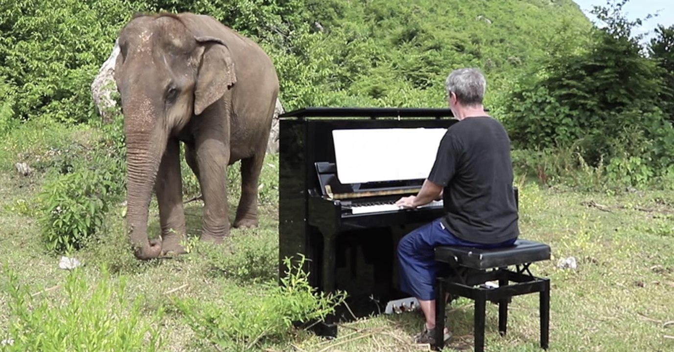 Quand un musicien se met à jouer du piano à une éléphante aveugle en Thaïlande