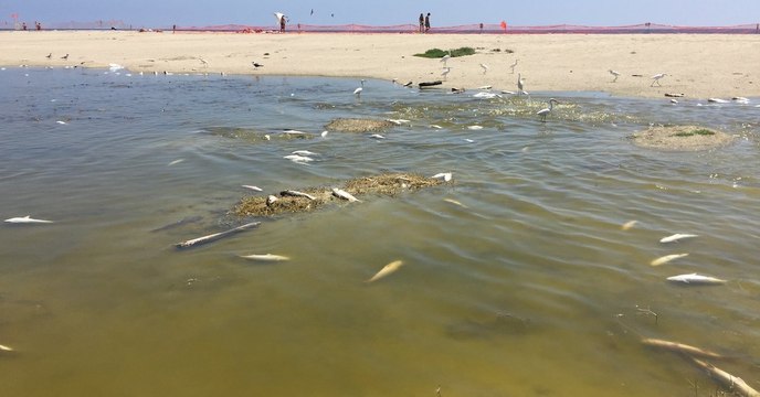 À Malibu, 2.000 poissons ont été retrouvés morts, probablement tués par la chaleur