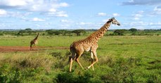 Kenya : une ligne de train à grande vitesse menace le parc national de Nairobi