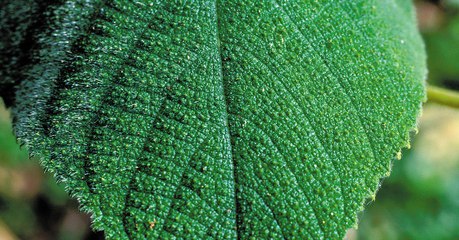 Gympie gympie : une scientifique teste la piqûre de la plante la plus dangereuse du monde