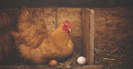 L’œuf ou la poule, qui est venu en premier ? Les deux, répond la physique quantique