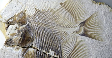 Ce "piranha" jurassique est le premier poisson mangeur de chair jamais découvert