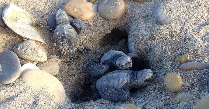 Des tortues marines naissent pour la première fois sur une plage française en Méditerranée