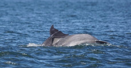 Des phtalates, de puissants perturbateurs endocriniens, ont été retrouvés chez des dauphins