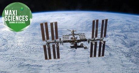 Lézards, plastique et maladie de Lyme, les 8 actus sciences que vous devez connaître ce 13 octobre