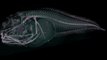 Trois étranges poissons fantomatiques découverts dans les profondeurs au large du Chili
