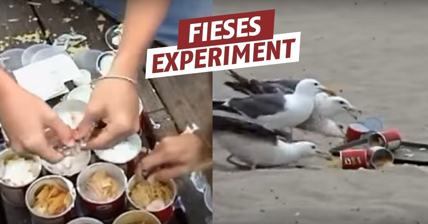 Sie füttern möwen mit abführmittel und verärgern damit die strandbesucher