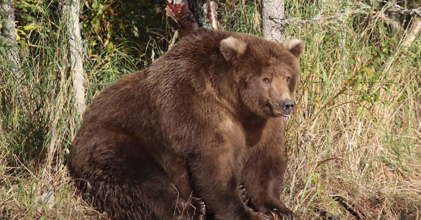 Voici Beadnose 409, l'ours brun le plus dodu du...