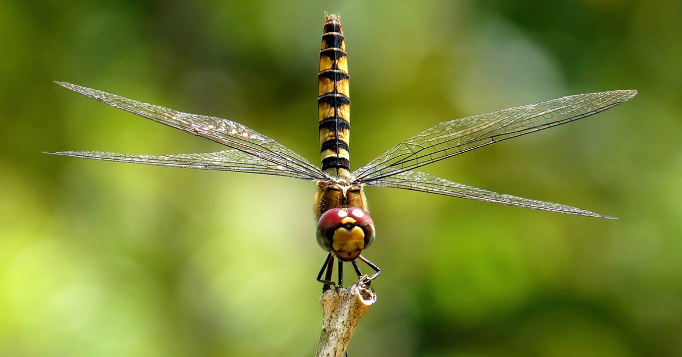 La disparition rapide des insectes à travers le monde alarme les scientifiques
