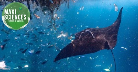 Animaux vegan, robot-méduse et Caravage, les 8 actus sciences que vous devez connaître ce 25 septembre