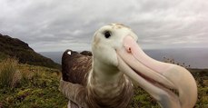 Une espèce rare d’albatros menacée d'extinction par des souris prédatrices