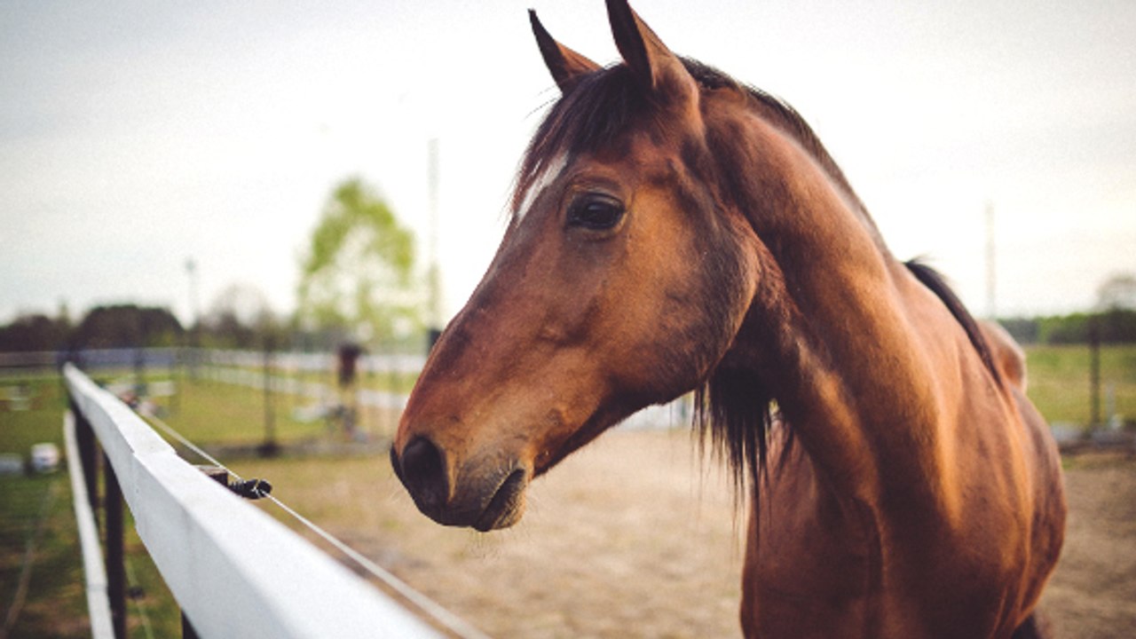 Pferde können mit Menschen kommunizieren