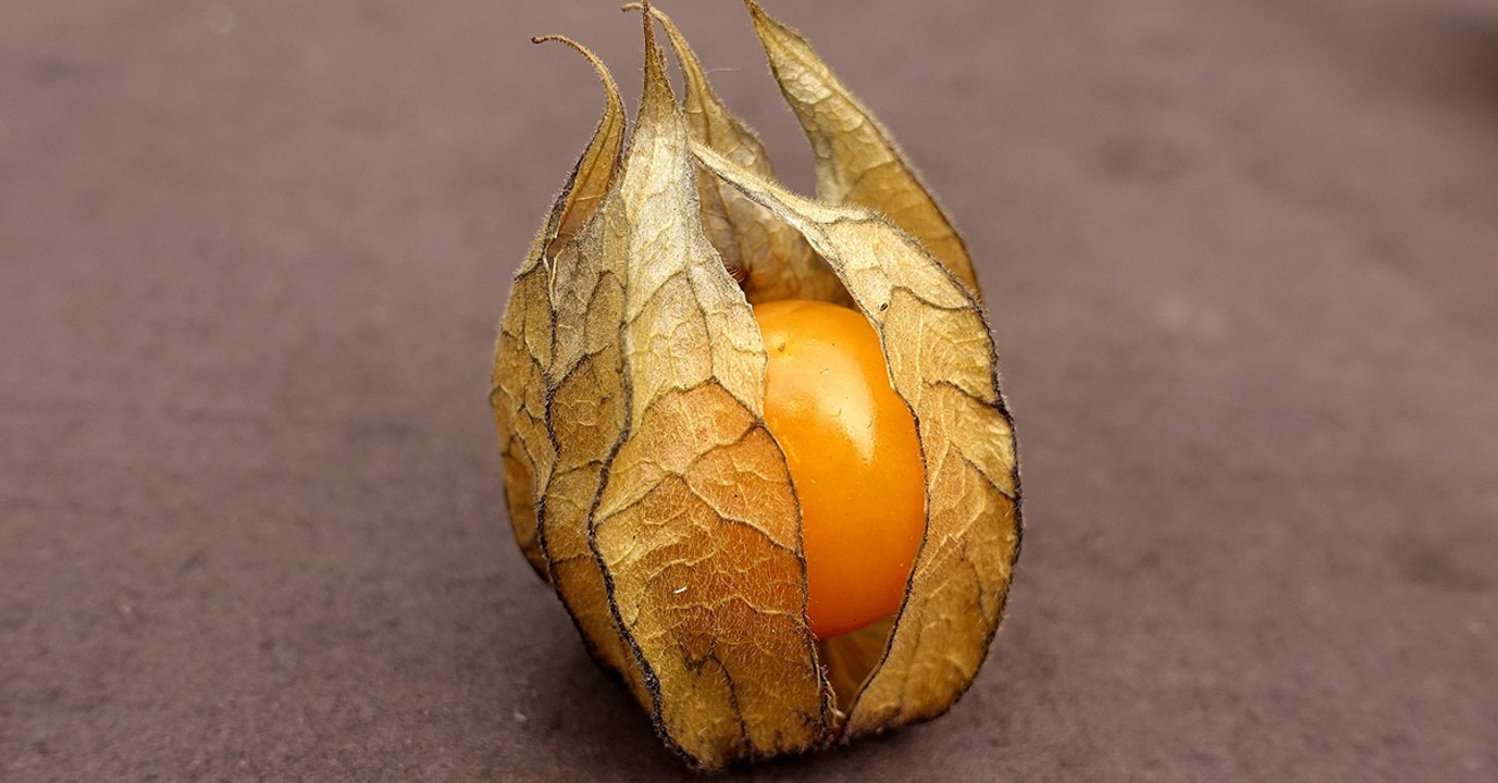 La "cerise de terre", un petit fruit qui pourrait devenir le prochain super-aliment grâce à la science