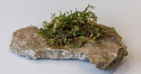 Cette mousse pourrait devenir un meilleur antidouleur que le THC