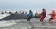 Le spectaculaire sauvetage d’une baleine à bosse échouée sur une plage en Argentine