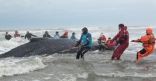 Le spectaculaire sauvetage d’une baleine à bosse échouée sur une plage en Argentine