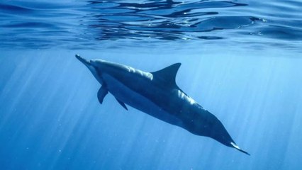 Dauphins : la pollution sonore générée par l'Homme affecterait leurs communications