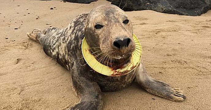 De plus en plus de phoques anglais sont victimes du plastique qui polluent les océans