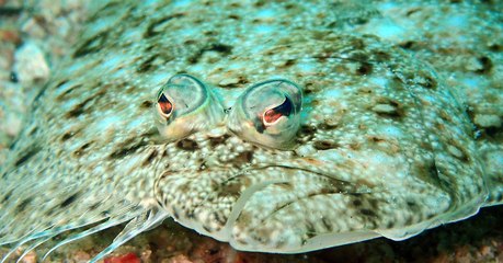 Des poissons plats utilisent leurs nageoires pour "marcher" au fond des mers