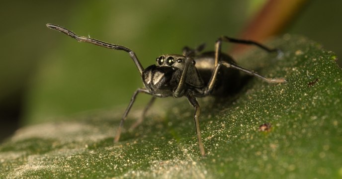 Cette étonnante araignée allaite ses petits