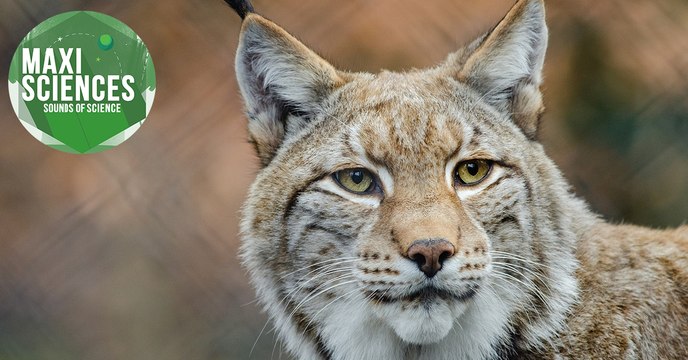 Météores, insectes et banquise, les 8 actus sciences que vous devez connaître ce 21 octobre