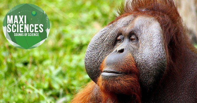 Orang-outan, tube marin et imprimante 3D, les 8 actus sciences que vous devez connaître ce 18 novembre