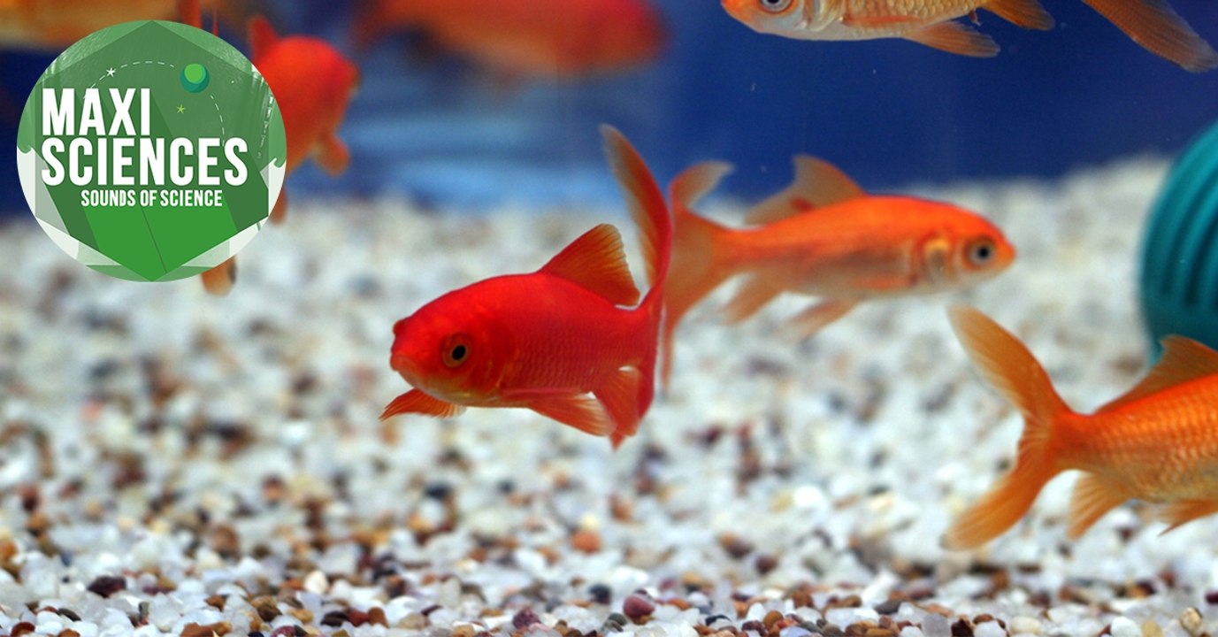 Geyser de boue, sourire spatial et tectonique des plaques, les 8 actus sciences que vous devez connaître ce 11 novembre