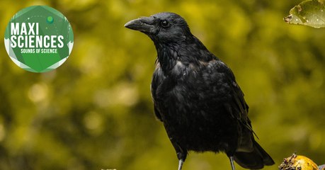 Vénus, plastique et corbeaux, les 8 actus sciences que vous devez connaître ce 29 octobre