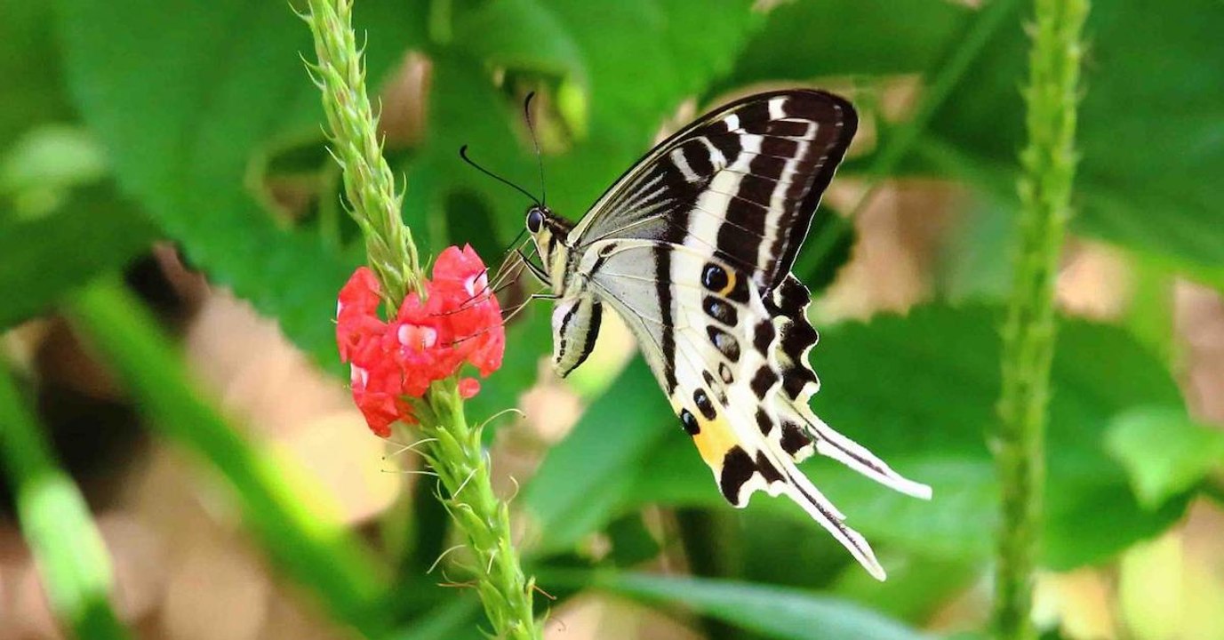 Une splendide espèce de papillon découverte aux îles Fidji