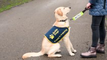 Volunteer Daisy is helping raise puppies for the Guide Dogs association