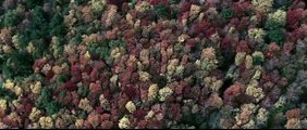 Ölüm Ormanı - Türkçe Altyazılı Fragman