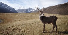 A cause du réchauffement climatique, les rennes d'Arctique sont en danger